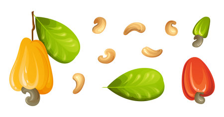 Red cashew nut. Unripe and ripe exotic yellow fruit with green leaves. Cartoon vector illustrationのイラスト素材