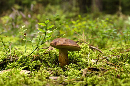 musroom ceps