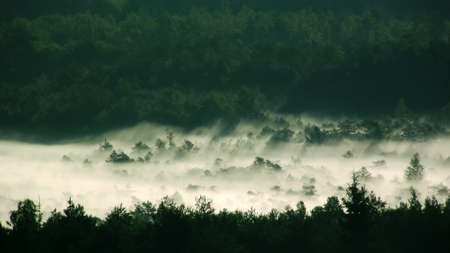 fog over forest in transilvania romania pines treesの写真素材
