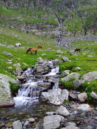 Wild horses in the Carpathian mountains, near Transfagarasan Roadの写真素材
