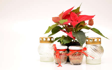 Poinsettia flower with candle and spicy hearbs frameの写真素材