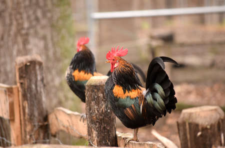 rooster sitting on the wood fence at the farmの写真素材