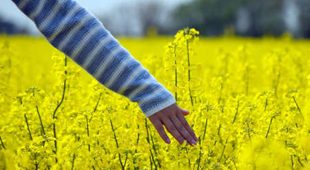 woman hand playing with colza flowers in the summertime