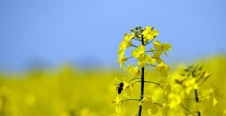 worker bee on the colza field in the summer on a sunny dayの写真素材