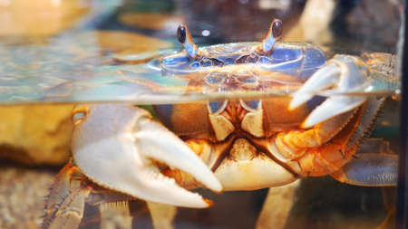 Colorful Cardisoma pet crab in aquarium, extreme close-up. Pet trade, protection, science, education, zoology, carcinology, environmental conservation, underwaterの写真素材