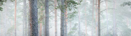 Picturesque panoramic view of the mysterious evergreen pine forest in a thick white morning fog. Tree trunks close-up. Abstract natural pattern, texture, background. Pure nature conceptの写真素材