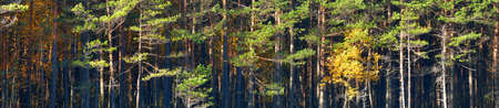 Panoramic view of the evergreen forest at sunrise. Mighty pine trees, pure golden sunlight, sunbeams. Atmospheric autumn landscape. Seasons, fall season, nature, environment, ecologyの写真素材
