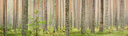 Picturesque panoramic view of the mysterious evergreen pine forest. Small river, ancient trees, moss and plants close-up. Ecology, eco tourism, environmental conservation, pure natureの写真素材