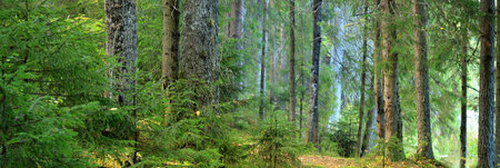 Picturesque panoramic view of the dark mysterious evergreen pine forest. Ancient trees, moss and plants close-up. Ecology, eco tourism, environmental conservation, pure natureの写真素材