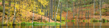 Picturesque panoramic view of the mysterious evergreen forest. Reflections in the river. Ancient pine and golden birch trees, moss and plants close-up. Ecology, environmental conservation, pure natureの写真素材
