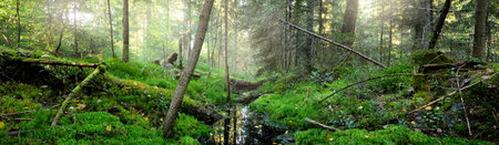Picturesque panoramic view of the dark mysterious evergreen pine forest. Small river, ancient trees, moss and plants close-up. Ecology, eco tourism, environmental conservation, pure natureの写真素材