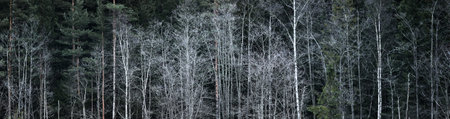 The wall of birch. pine and fir trees in a twilight forest. Picturesque scenery, panoramic image,...