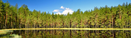 Breathtaking panoramic view of the lake in a pine forest with a symmetry reflections in a crystal clear water. Natural mirror, texture, background. Pure nature, environmental conservation, ecologyの写真素材