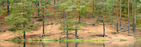 Picturesque panoramic view of the mysterious evergreen forest. Reflections in the river. Ancient pine and golden birch trees, moss and plants close-up. Ecology, environmental conservation, pure natureの写真素材