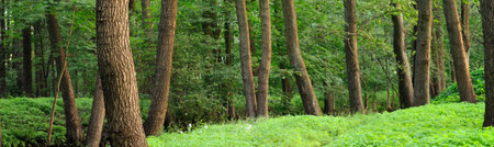 A pathway through the green meadow in the dark mysterious deciduous forest, old trees and plants close-up. Panoramic summer landscapeの写真素材