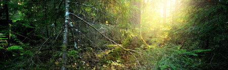 Pathway through the dark evergreen forest. Mighty pine, spruce, fir trees. Moss, fern, plants, tree logs. Atmospheric landscape. Pure nature, climate, seasons, rainforest. Panoramic viewの写真素材