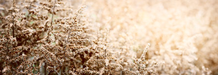 Forest floor of small brown plants, texture close-up. Abstract natural pattern, texture, background, wallpaper, graphic resources, design, copy space. Nature, landscape, botany, agriculture themesの写真素材