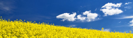 Blooming yellow rapeseed field. Clear blue sky with cirrus clouds. Cloudscape. Rural scene. Agriculture, biotechnology, fuel, food industry, alternative energy, environment, nature. Panoramic viewの写真素材