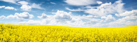 Blooming yellow rapeseed field. Clear blue sky with cirrus clouds. Cloudscape. Rural scene. Agriculture, biotechnology, fuel, food industry, alternative energy, environment, nature. Panoramic viewの写真素材
