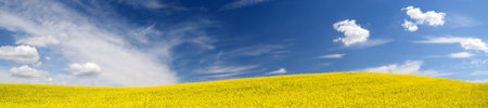 Blooming yellow rapeseed field. Clear blue sky with cirrus clouds. Cloudscape. Rural scene. Agriculture, biotechnology, fuel, food industry, alternative energy, environment, nature. Panoramic viewの写真素材