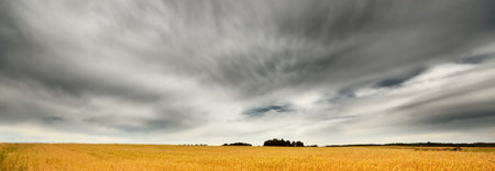 Golden wheat agricultural field under dark sky with ornamental cumulus clouds. Dramatic cloudscape. Idyllic rural scene. Farm, alternative production, environment. Panoramic viewの写真素材