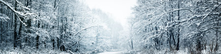 Picturesque panoramic view of the frozen snow-covered forest river. Trees in a hoarfrost. Winter wonderland. Christmas vacations, eco tourism, seasons, nature, landscape, environmental conservationの写真素材