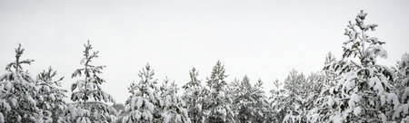 Panoramic view of the snow-covered evergreen forest. Young pine, fir, spruce trees. Winter wonderland. Christmas, seasons, nature, landscape, environmental conservation, reforestation, copy spaceの写真素材