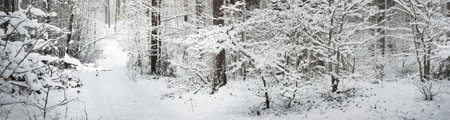 Pathway through snow-covered pine tree forest in a blizzard. Evergreen fir trees close-up. Atmospheric landscape. Idyllic rural scene. Winter wonderland. Pure nature, climate, seasons. Panoramic viewの写真素材