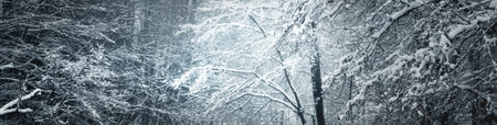Snow-covered trees covered by hoarfrost in the dark forest. Natural texture, background. Winter wonderland. Christmas vacations, eco tourism, seasons, nature, landscape. Picturesque panoramic view;の写真素材