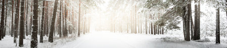 Pathway through snow-covered pine tree forest in a blizzard. Evergreen fir trees close-up. Atmospheric landscape. Idyllic rural scene. Winter wonderland. Pure nature, climate, seasons. Panoramic viewの写真素材