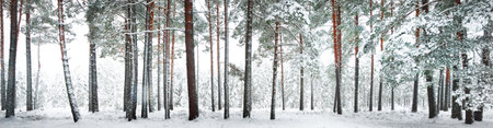 Pathway through snow-covered pine tree forest in a blizzard. Evergreen fir trees close-up. Atmospheric landscape. Idyllic rural scene. Winter wonderland. Pure nature, climate, seasons. Panoramic viewの写真素材