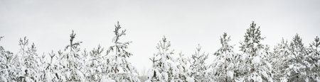 Panoramic view of the snow-covered evergreen forest. Young pine, fir, spruce trees. Winter wonderland. Christmas, seasons, nature, landscape, environmental conservation, reforestation, copy spaceの写真素材