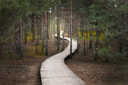 A wooden footpath through the old pine trees. Moss on the ground. Sun rays and morning fog through...