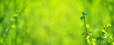 Young birch tree branch close-up, forest blurred in bokeh. Abstract natural pattern, texture,...