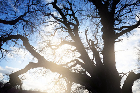 A low-angle shot of the old mossy oak tree without leaves against clear blue sky. Early spring....