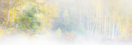 Gauja river valley and golden forest in a clouds of thick mysterious morning fog at sunrise....