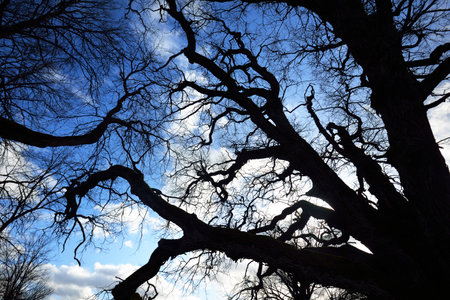 A low-angle shot of the old mossy oak tree without leaves against clear blue sky. Early spring. Finlandの写真素材