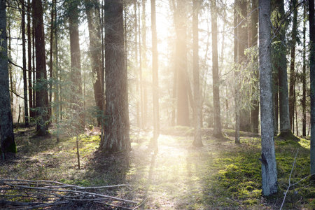 Sunlight is flowing through the old mossy pine tree trunks in a coniferous forest. Early spring. Finlandの写真素材