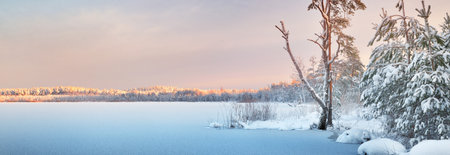 Picturesque panoramic view of the frozen snow-covered forest lake at sunrise. Pine and fir trees. Winter wonderland. Christmas vacations, eco tourism, seasons, nature, landscapeの写真素材