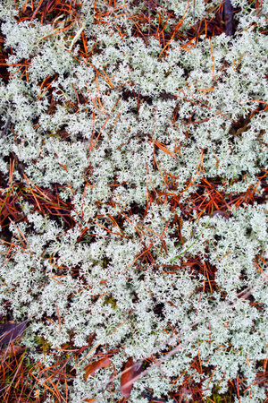 Colorful forest floor of lichen, moss, grass and other different plants, textures close-up, natural...