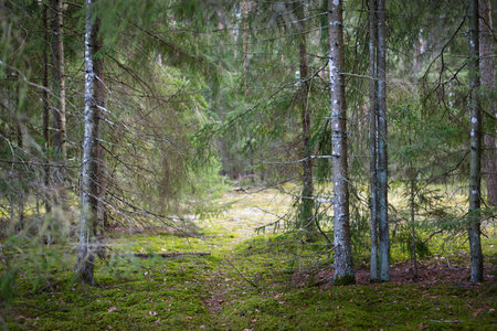 A footpath through the coniferous forest, old pine and spruce trees close-up, moss on the ground. Early spring. Finlandの写真素材