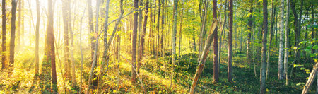 Panoramic view of the colorful autumn forest. Ancient trees and golden leaves close-up. Idyllic landscape. Ecology, environmental conservation, pure nature, seasons, fall season. Sunlight, sunbeamsの写真素材