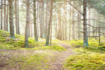 A pathway through the coniferous forest, old pine trees close-up, moss on the ground. Sun rays through the tree trunks. Early spring. Latviaの写真素材