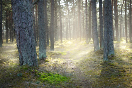 A pathway through the coniferous forest, old pine trees close-up, moss on the ground. Sun rays through the tree trunks. Early spring. Latviaの写真素材