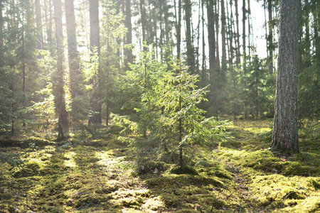 An old mossy spruce close-up. Sun rays through the tree trunks in a coniferous forest. Shadows on the ground. Early spring. Finlandの写真素材