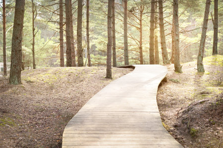 A wooden footpath through the old pine trees. Moss on the ground. Early spring in evergreen forest. Warm sunlight. Sun rays through the tree trunks. Latviaの写真素材
