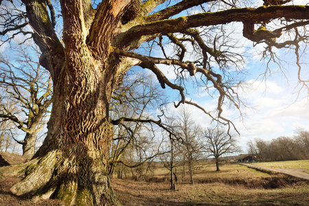 A low-angle shot of the old mossy oak tree without leaves against clear blue sky. Early spring. Finlandの写真素材