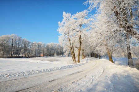 Snow-covered country road through the village, car and human tracks close-up. Tall trees in hoarfrost, warm sunlight. Clear winter day. Latviaの写真素材