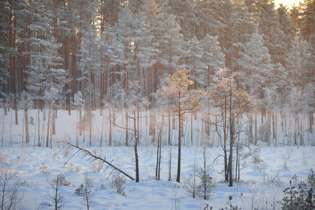 Juniper, spruce and pine trees at sunset. Coniferous forest in a haze after a blizzard. Golden sunlight glowing through the tree trunks. Winter wonderland. Finlandの写真素材