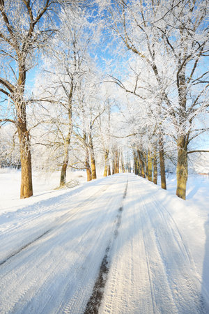 An empty snow-covered alley through the tall frosty trees on a clear day. Shadows on the ground. Bright blue sky, warm sunlight. Latviaの写真素材